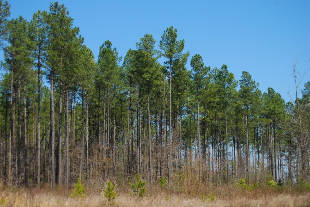 Land in Clinton