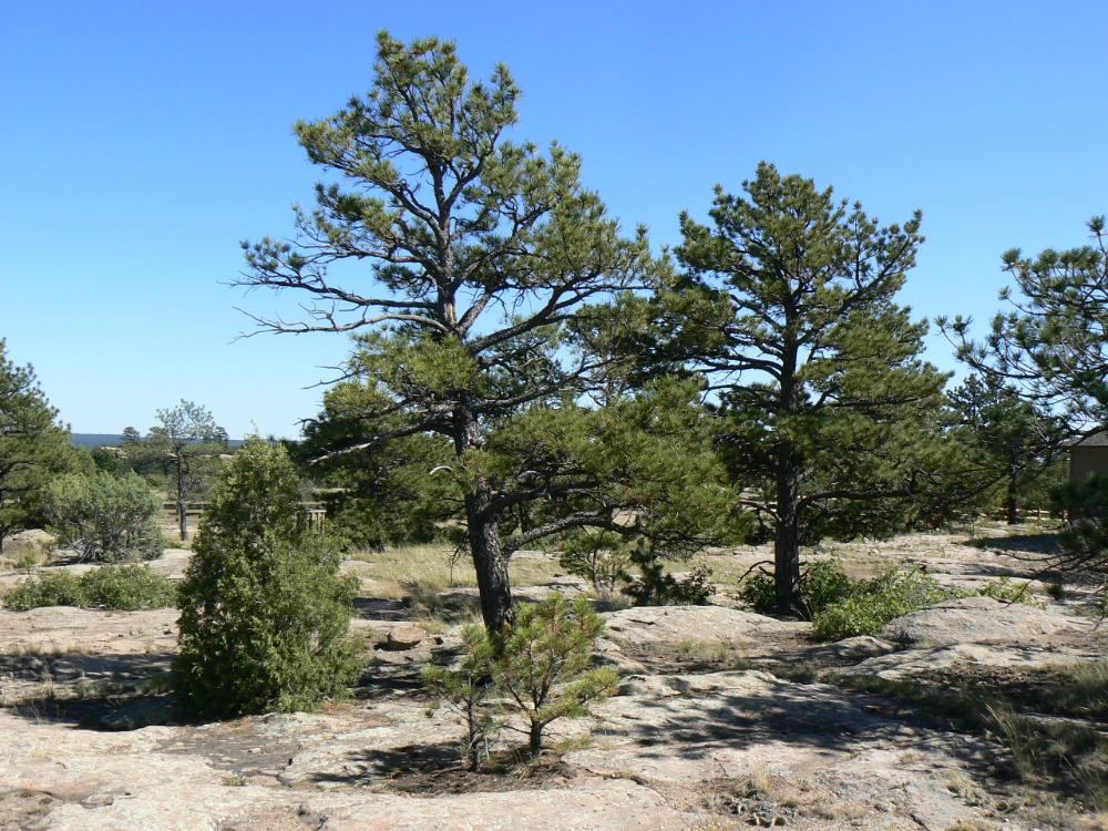 Land in Castle Rock
